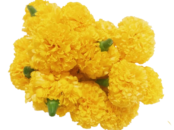 Marigold flower
