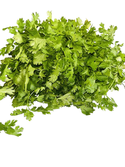 coriander