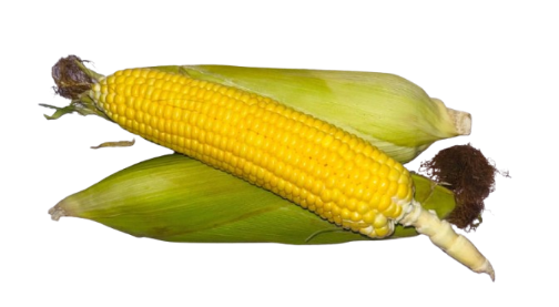 Sweet corn 